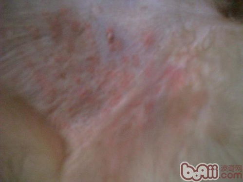 宠物狗过敏皮肤病怎么治