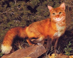 野猫跟宠物猫怎么区分