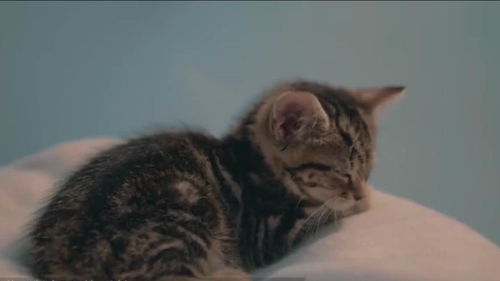 老外怎么买宠物猫