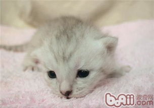 宠物猫洗澡怎么吹干