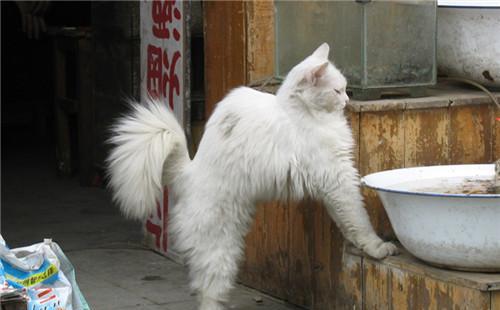 宠物猫被拴着会怎么样吗