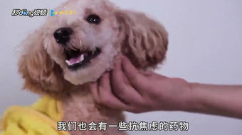 宠物狗半夜总是叫怎么办