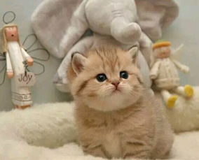 宠物猫怎么除毛