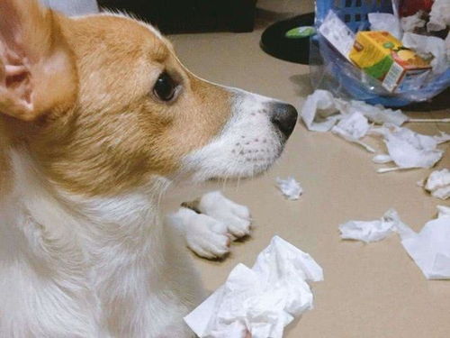 宠物狗身上有洞怎么办啊