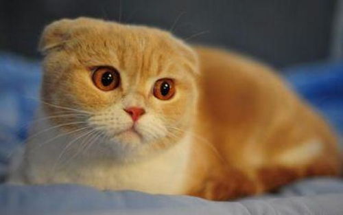宠物猫怎么清理耳屎