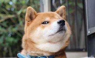 宠物狗的屎很臭怎么回事