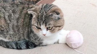宠物猫毛衣怎么打
