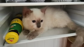 宠物猫进冰箱会怎么样吗