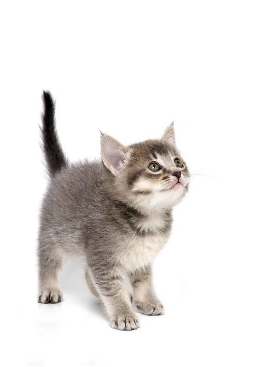 宠物猫品种怎么繁育