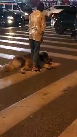 宠物狗忽然不走了怎么办