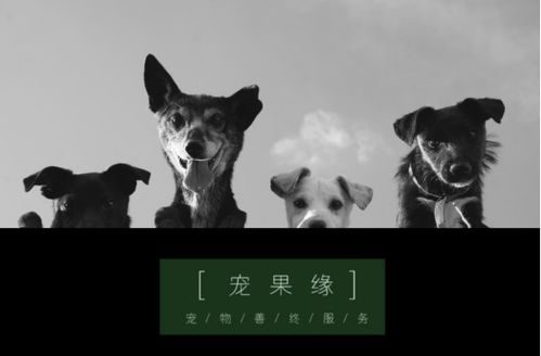 宠物猫死了怎么调节心情
