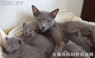 怎么评价小宠物猫