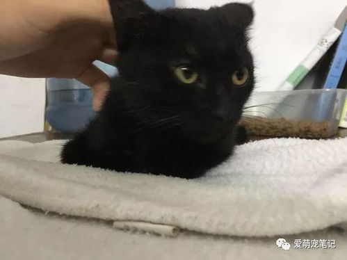 宿舍怎么带宠物猫
