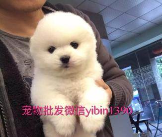宠物狗猫月饼怎么做的