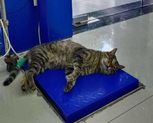 流浪宠物猫怎么抓到
