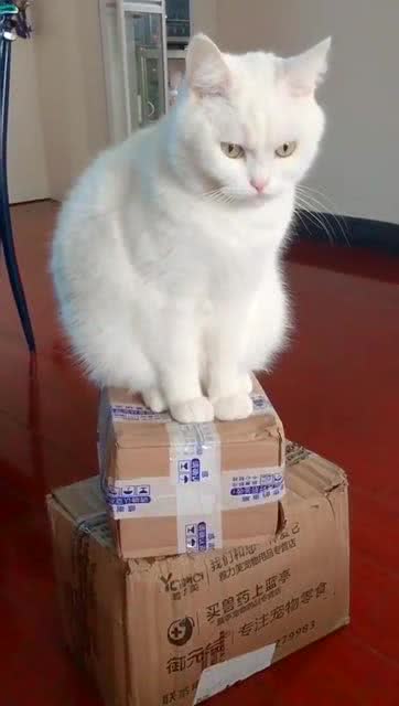 宠物猫快递怎么寄好