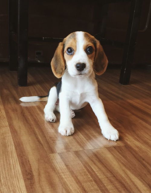 怀孕养宠物狗怎么消毒杀菌