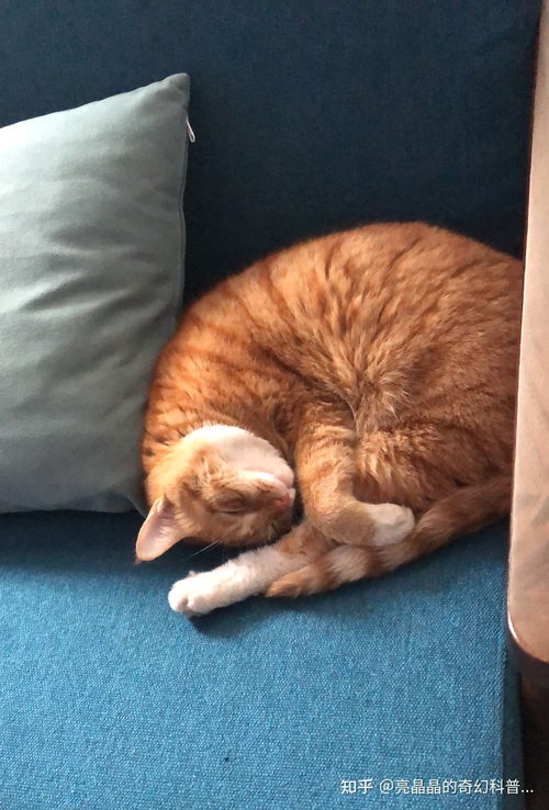 养宠物猫怎么打理