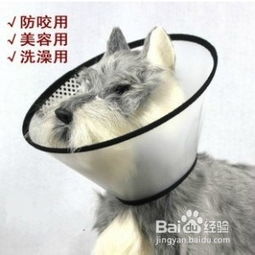 宠物猫怎么定期除跳蚤