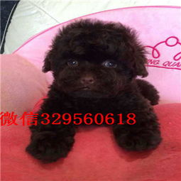 贵宾犬纯种多少钱一只