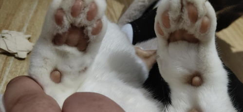 宠物猫被打瘸了怎么办啊