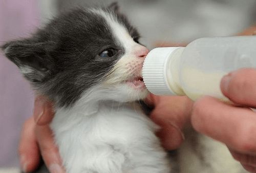 宠物猫奶粉怎么冲泡