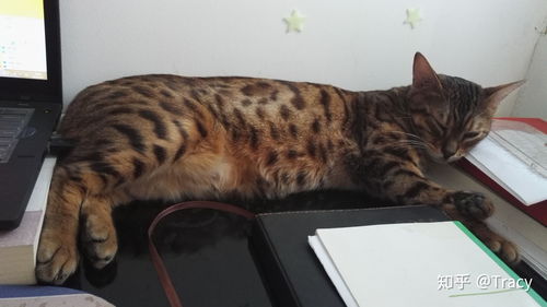 宠物猫怎么突然受伤的