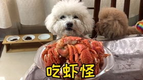 宠物狗得炎症怎么治疗好