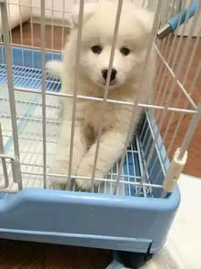 宠物狗怎么样才更好看呢