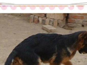 宠物狗德牧怎么选品种好