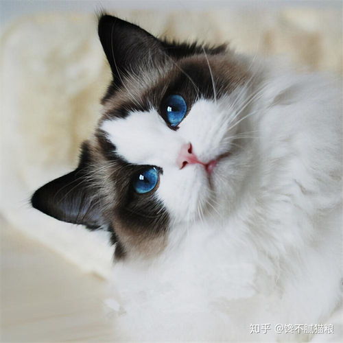 宠物猫价格一般多少