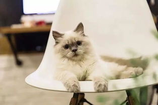 宠物猫房怎么装饰好看