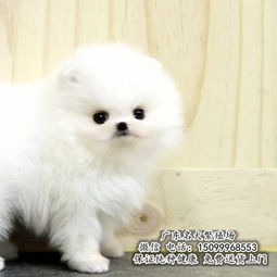 博美犬价格多少钱一只