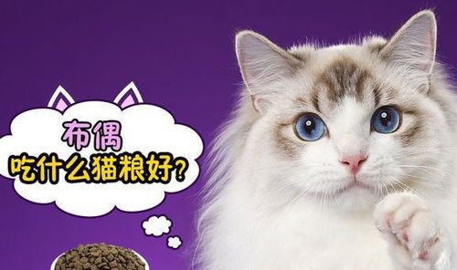 新手怎么获得宠物猫