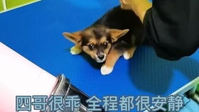 宠物狗的磨牙棒怎么做
