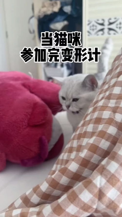 怎么炫耀新宠物猫