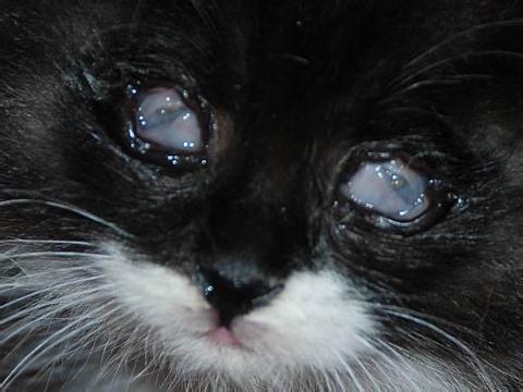 猫杯状打针多少钱