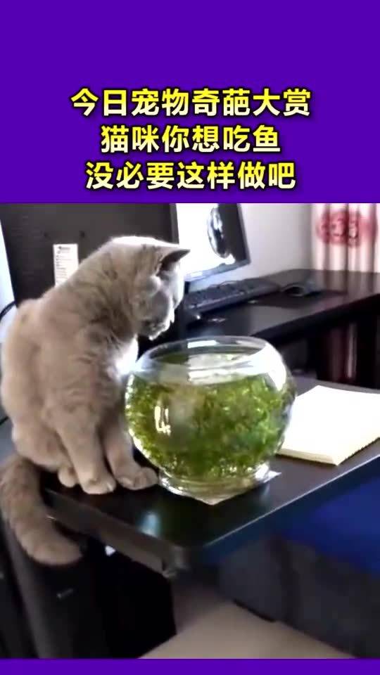 想给宠物猫吃鱼怎么做的