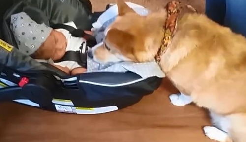 宠物狗怎么当模特玩的好