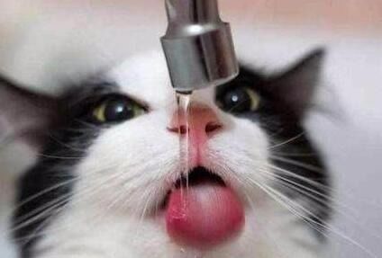 怎么灌宠物猫喝水