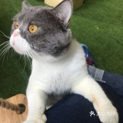 宠物猫整天粘人怎么办啊