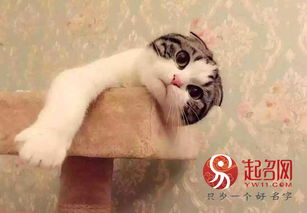 宠物猫英文名字怎么起名