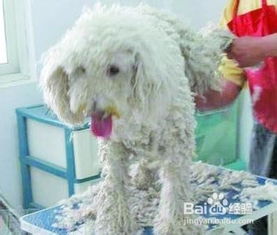 宠物狗毛发怎么做护理的