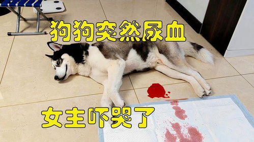 宠物狗尿血是怎么回事儿