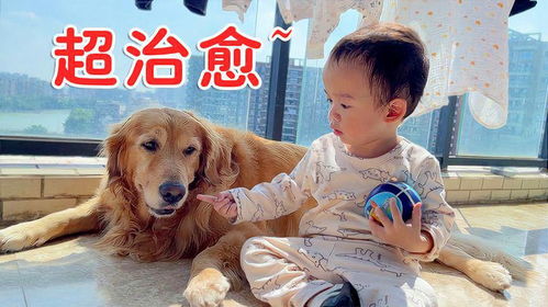 小宝宝打宠物狗怎么办