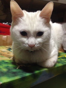 宠物猫怎么绝育便宜