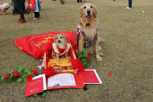 宠物狗要结婚了怎么办
