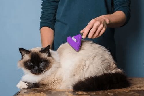 宠物猫怎么梳毛