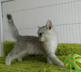 想送宠物猫怎么送