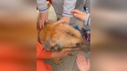 搜救犬遇到宠物狗怎么办